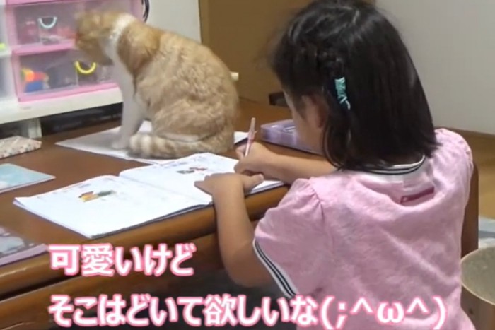 テーブルで宿題をする子供の奥に座る猫