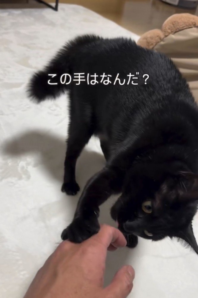 猫パンチ