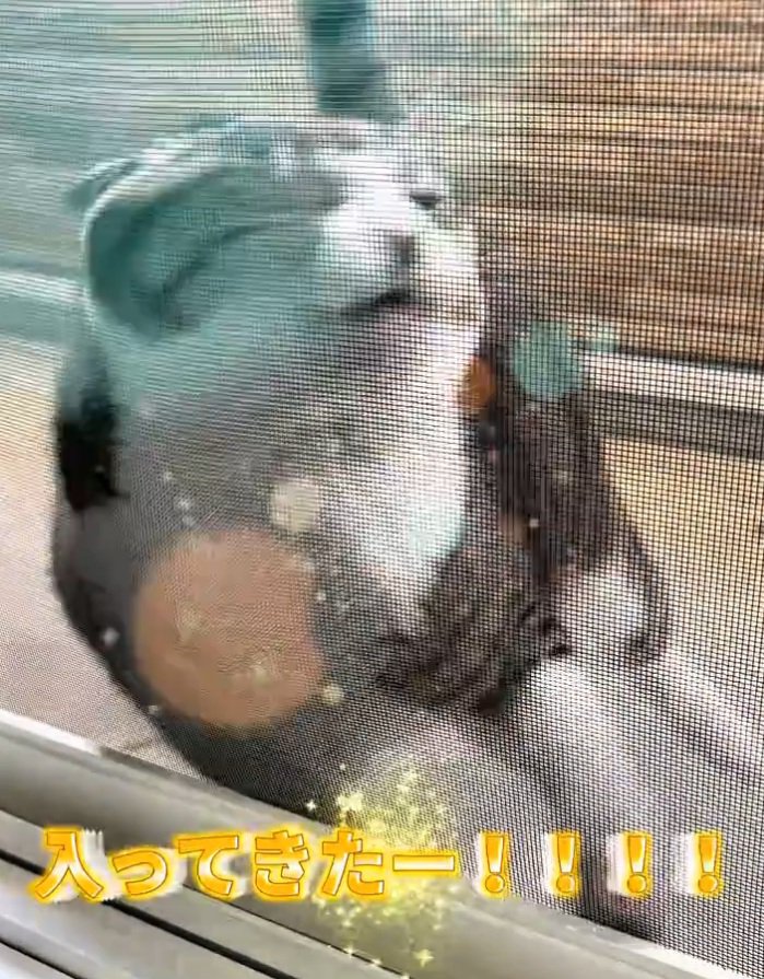 網戸に突撃する猫