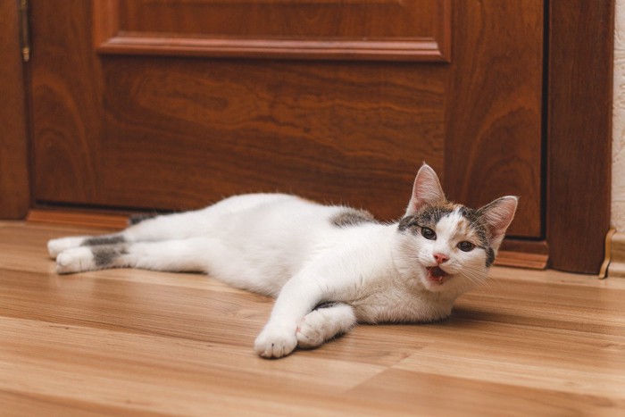 寝そべったまま鳴く猫