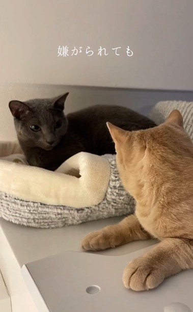 並んで座っている2匹の猫