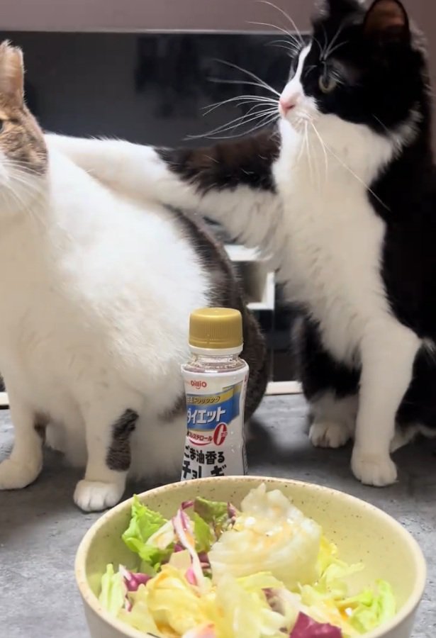 画面外に消えるタヌキちゃん