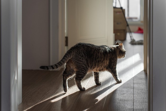 ウロウロする猫
