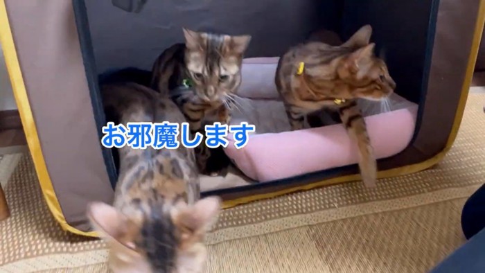 キャリーから出ていく猫達