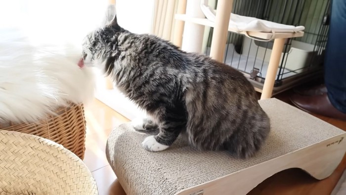 白猫さんに毛づくろいをする猫ちゃん