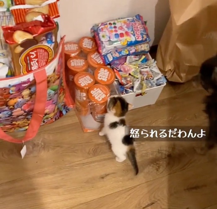 心配そうに見守る先輩犬