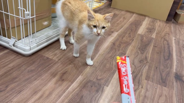 オヤツに寄るピーポーちゃん