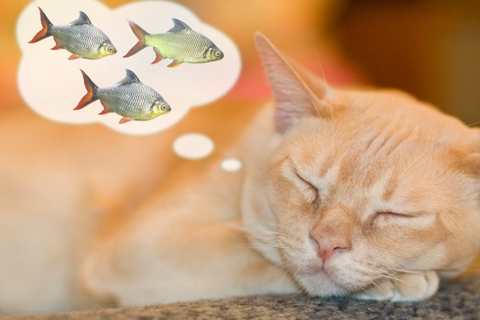吹き出しの中の魚の画像と寝ている猫