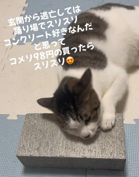 コンクリートを掴む猫