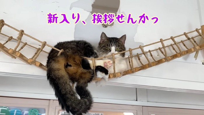 テロップ「新入り、～」