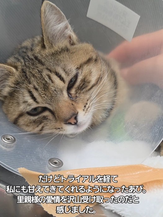 カラーをつけた子猫