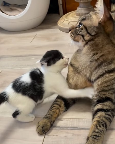 キジトラ猫に飛びつく子猫