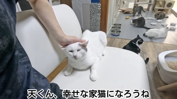 頭をなでられる猫