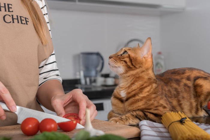 料理と猫