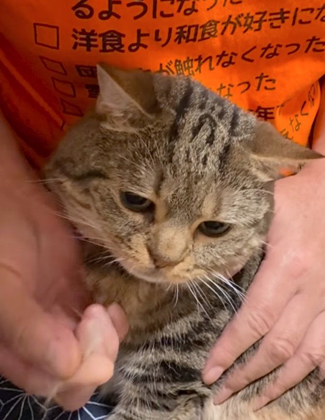 抜け毛を見つめる猫