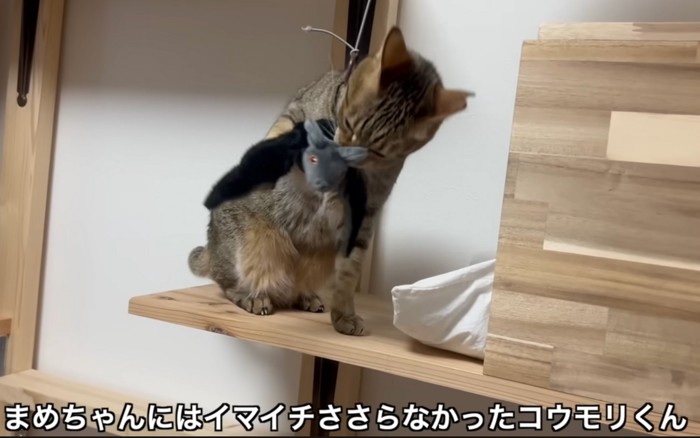 遊ぶ猫