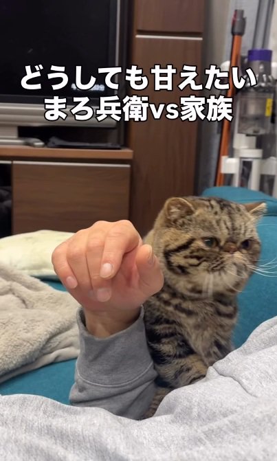 飼い主を見るブラウンクラシックタビー