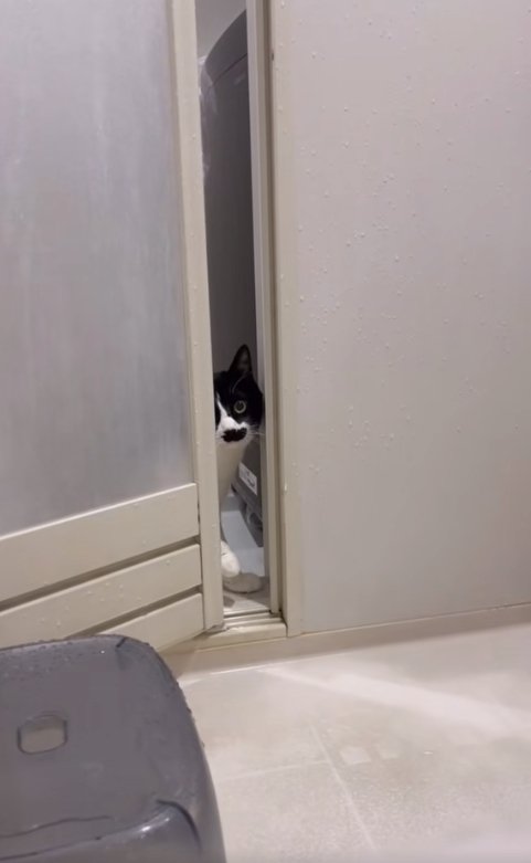 ドアの隙間からカメラを見つめる猫