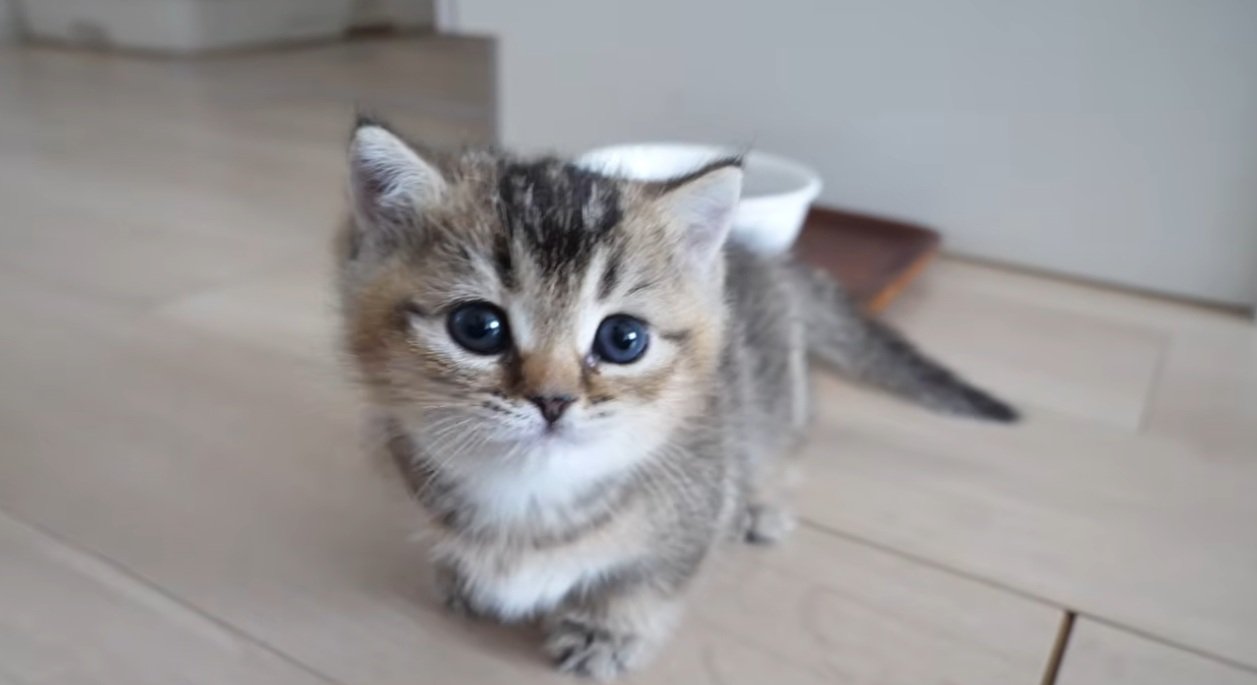 みつめてくる子猫