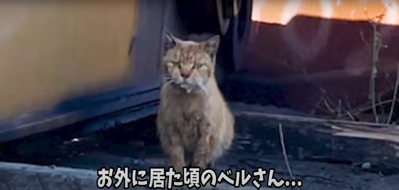 座りながらカメラを睨む猫