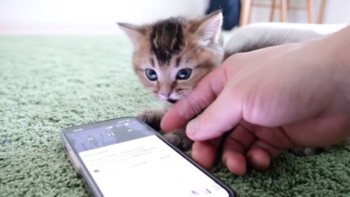 スマホを取り上げる飼い主さんと子猫