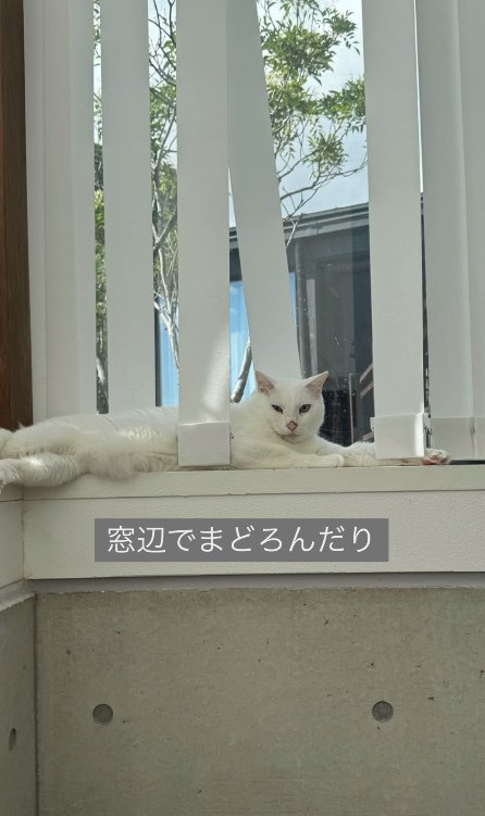 窓際で横になる猫