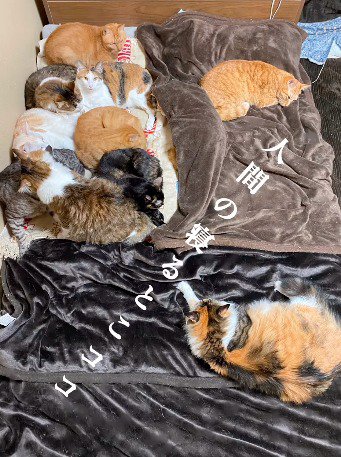 布団の端3点に集まって眠る猫たち