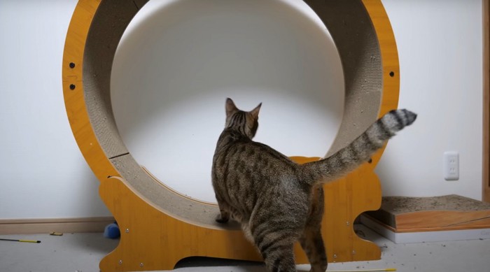 キャットホイールに前足をかけるキジトラ