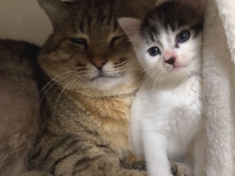 成猫と子猫