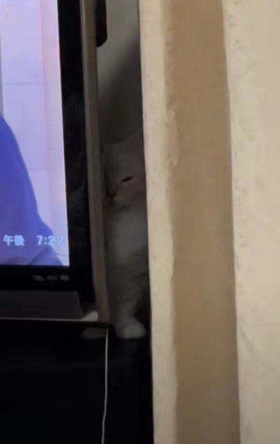 テレビの裏に隠れる縫くん