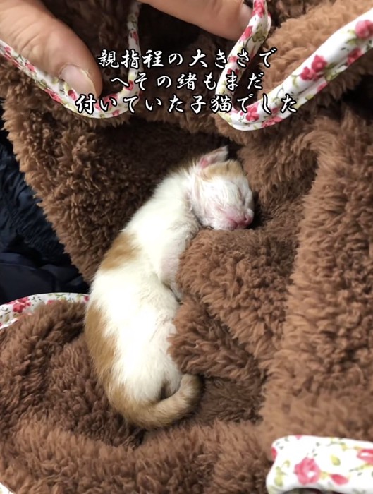 毛布で眠る赤ちゃん猫