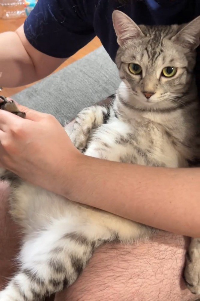 人のひざの上に乗って爪切りされる猫