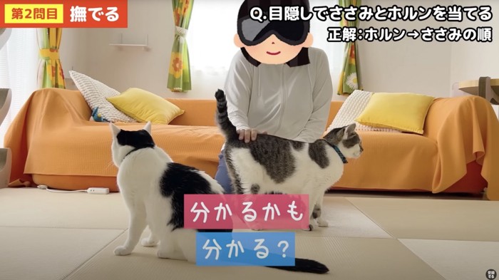 目隠しをして猫をさわる女性