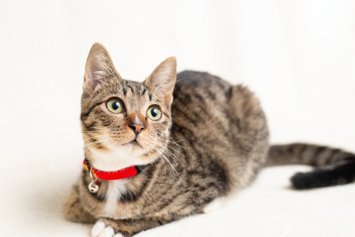 首輪をつけている猫