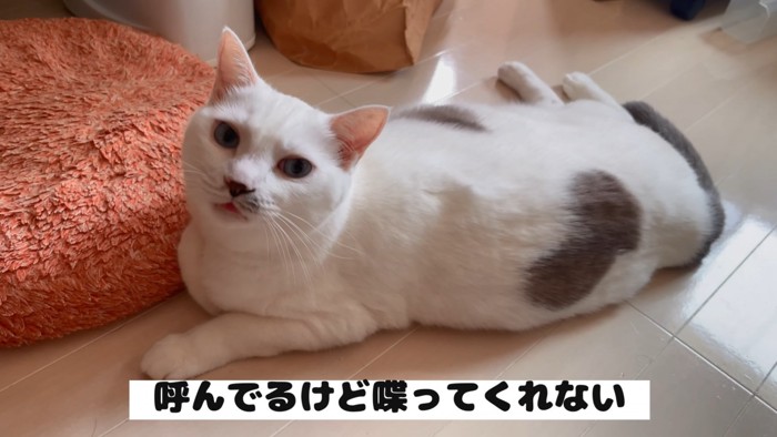 無言の猫