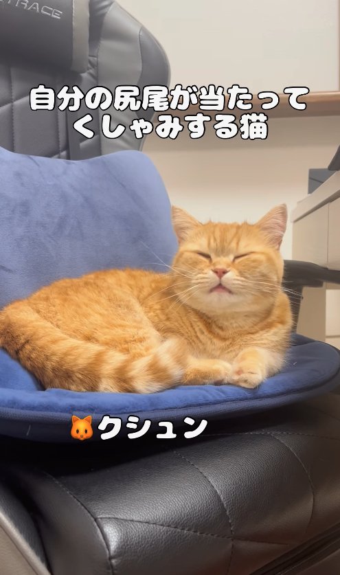 椅子の上で目を閉じて正面を向く猫