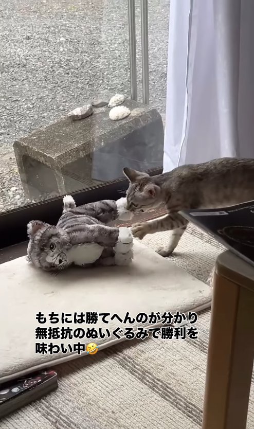 ぬいぐるみで遊んでいる猫
