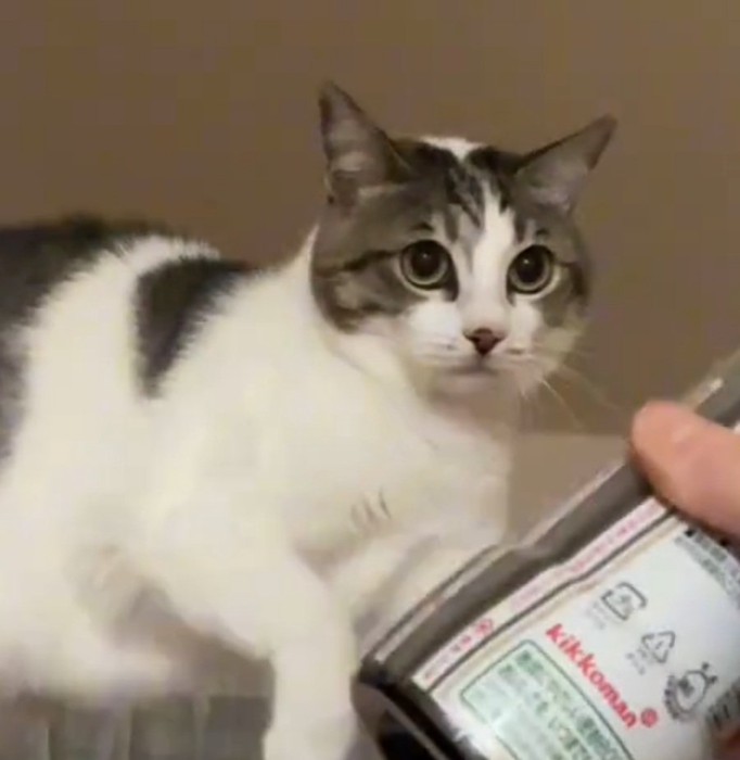 飼い主さんを見る猫