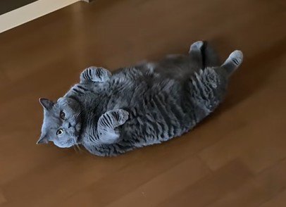 仰向けの猫