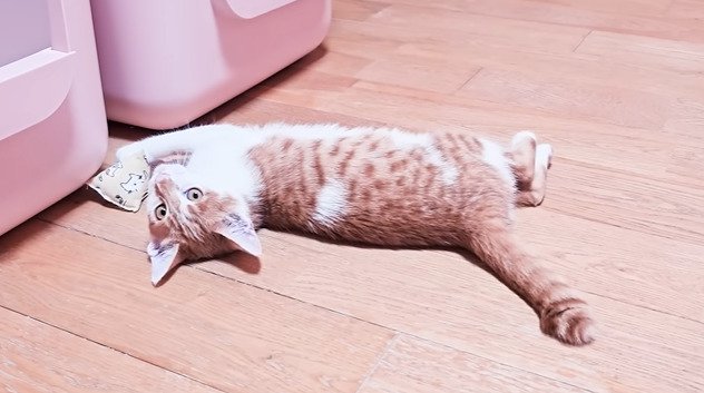 おもちゃで遊ぶ子猫