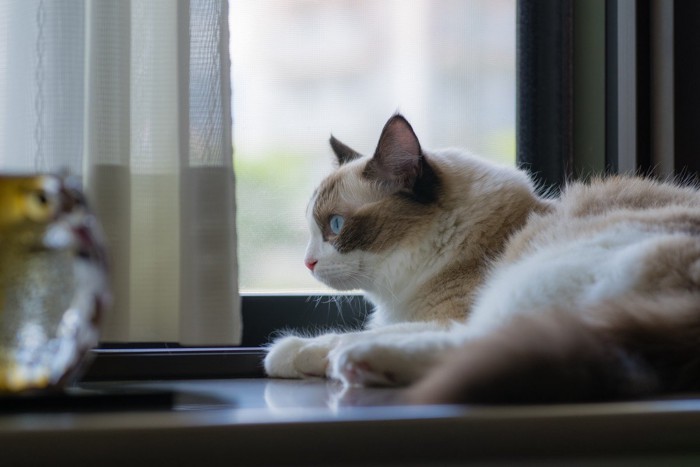 窓から外を見ている猫