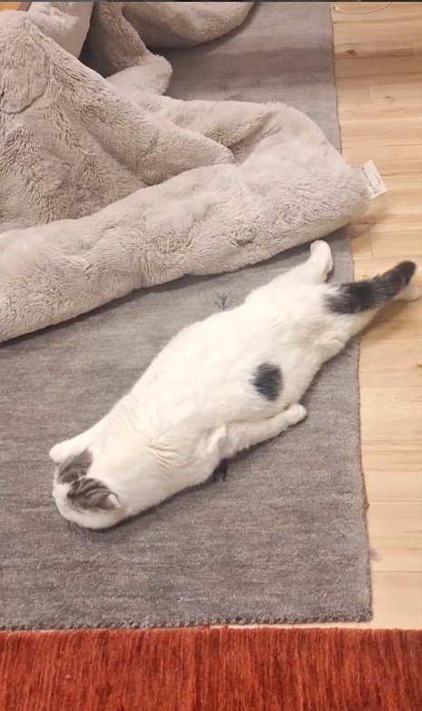 床でくつろぐ猫