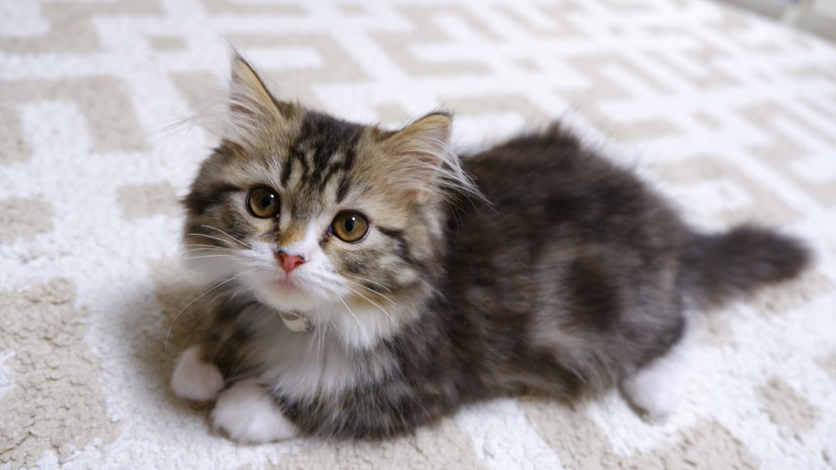 ミヌエットの子猫