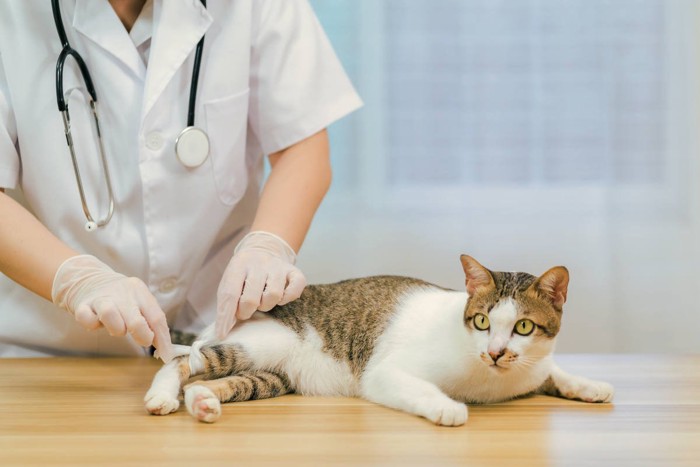 後ろ足を治療される猫