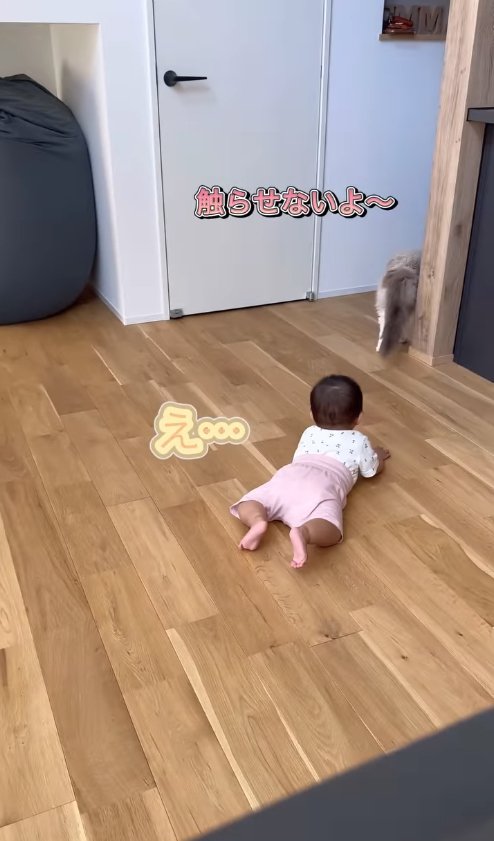 猫の後ろ姿を見つめる赤ちゃん
