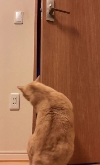 扉を開けている猫