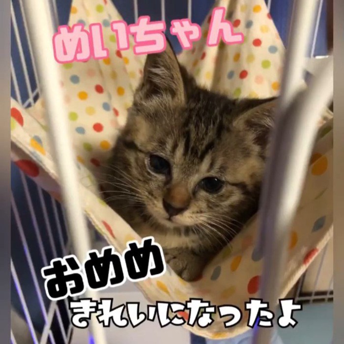 ハンモックに乗る子猫