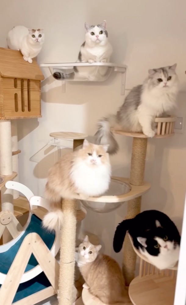 キャットタワーに登る猫たち