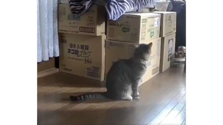 猫と段ボール