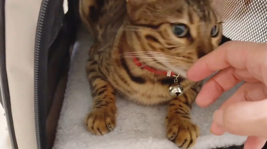 キャリーの中のベンガル猫と飼い主の手